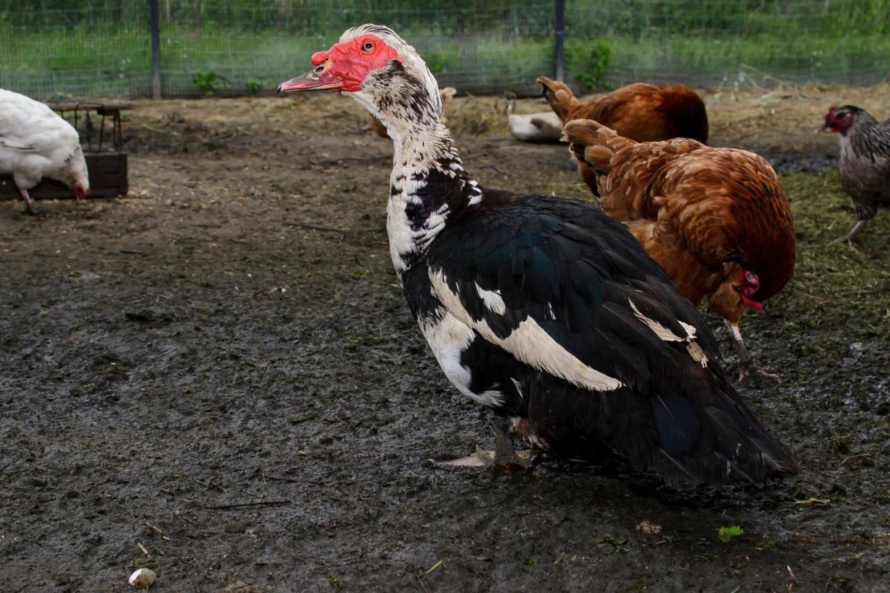 Zakatek Szczescia Eko Agroturystyka Kiwity Екстериор снимка